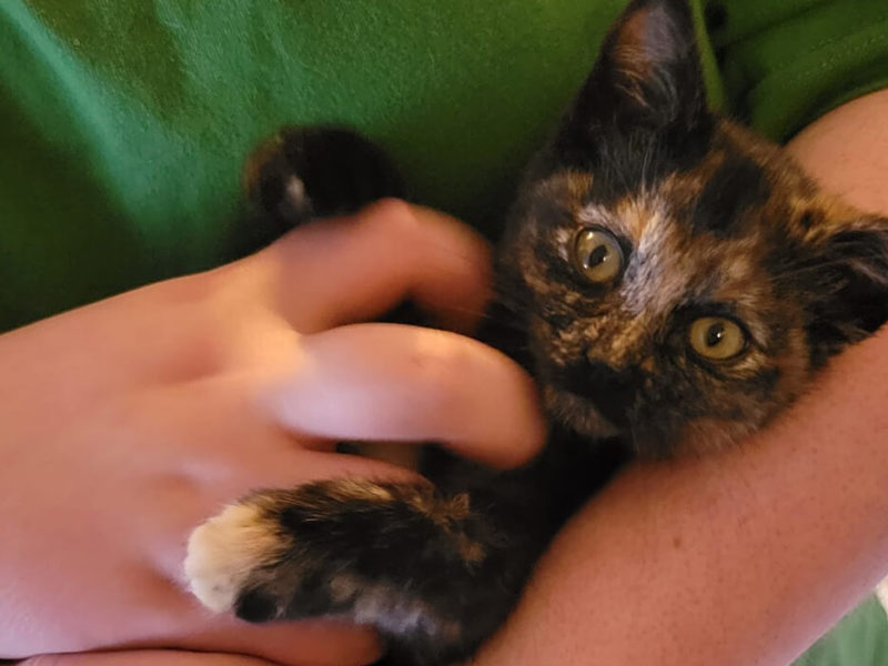 Gray, orange, and brown Tortoiseshell kitten being held