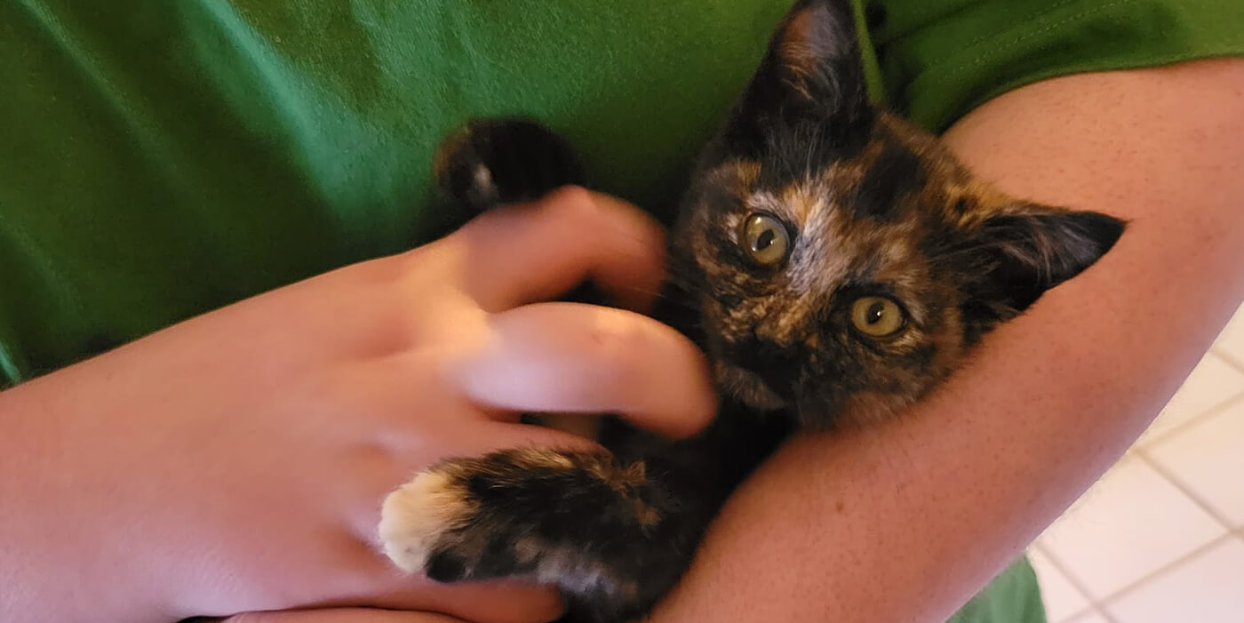 Gray, orange, and brown Tortoiseshell kitten being held
